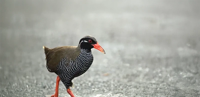 ヤンバルクイナ