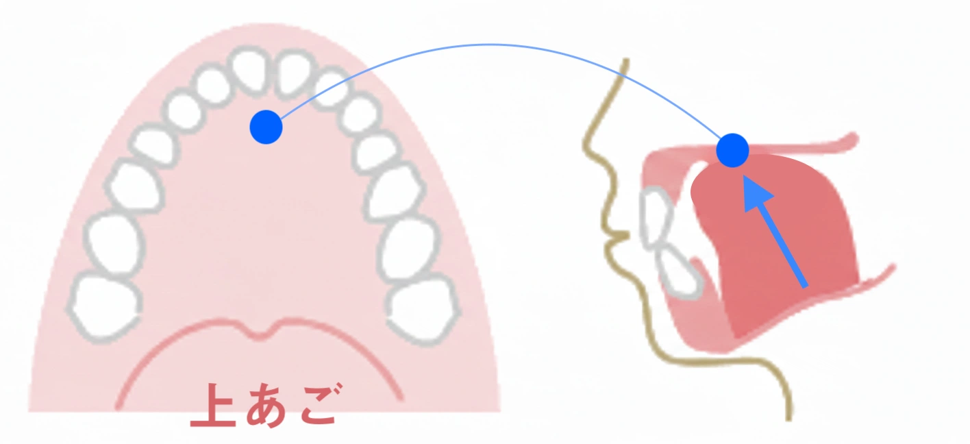 正しい舌の位置