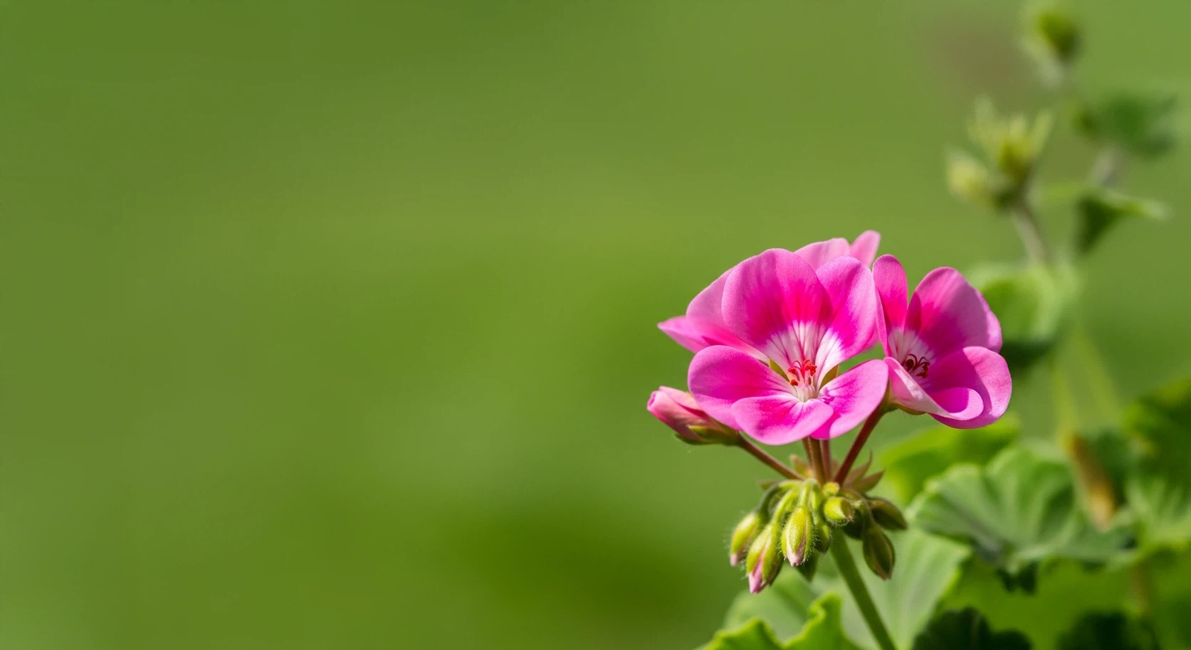 ペラルゴニウム