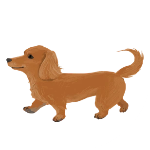 ダックスフンド