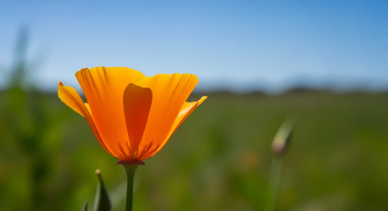 カリフォルニアポピー